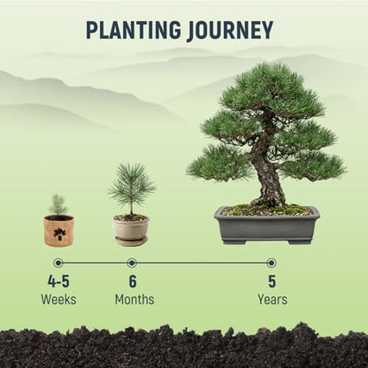 Bonsai Tree Kit (5 Count)