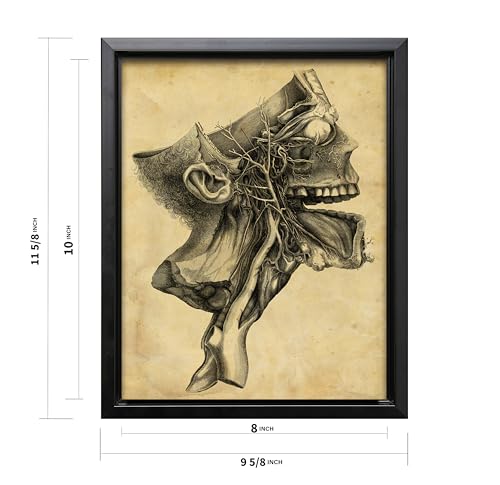 Human Skull Canvas