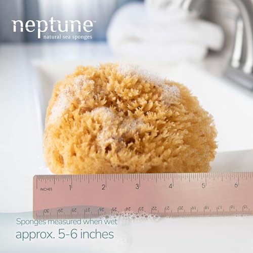 Caribbean Sea Sponge