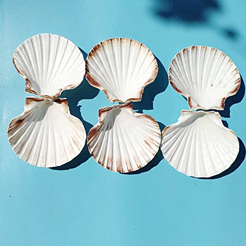 15 PCS 3.5 4 inch Large Scallop Shells Baking Sea Shells Large Natural White Scallop Shell From Sea Beach For DIY Craft Decor
