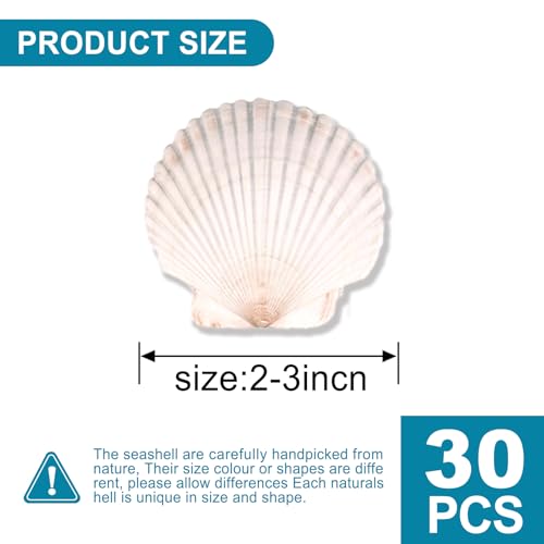 30PCS Scallop Shells for Crafts 2'' (30 Count)