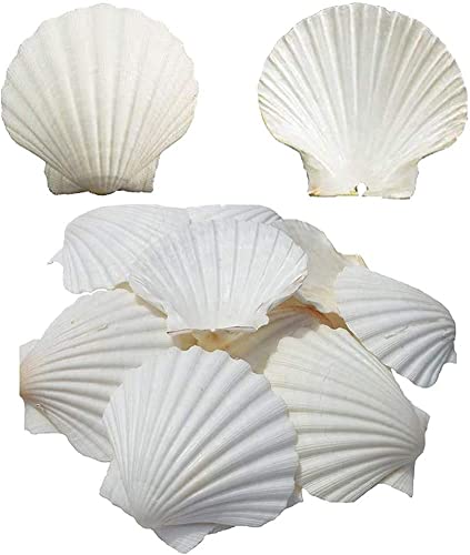 6PCS Scallop Shells for Serving Food (6 Count)