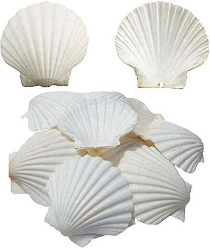 6PCS Scallop Shells for Serving Food (6 Count)