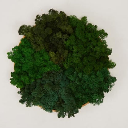 Preserved Reindeer Mix Craft Moss Natural Green DIY Kit Gardenning Art Wall Decor Florist Easter Table Decor Wedding Decor