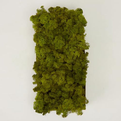 Preserved Reindeer Craft Moss Natural Green DIY Kit Gardenning Art Wall Florist Easter Table Decor Wedding Decor