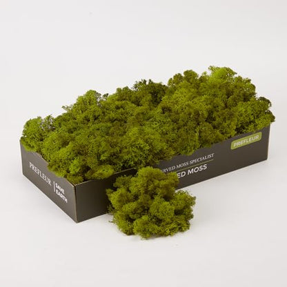 Preserved Reindeer Craft Moss Natural Green DIY Kit Gardenning Art Wall Florist Easter Table Decor Wedding Decor