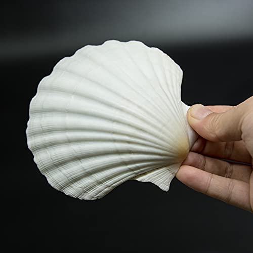 15 PCS 3.5 4 inch Large Scallop Shells Baking Sea Shells Large Natural White Scallop Shell From Sea Beach For DIY Craft Decor