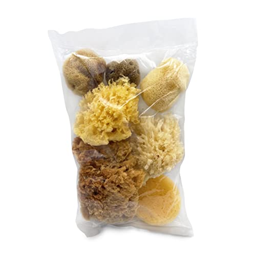 Natural Sea & Synthetic Sponges 7pk (7 Count)