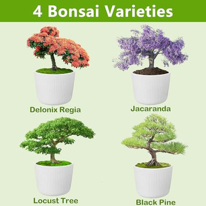 Bonsai Tree Kit