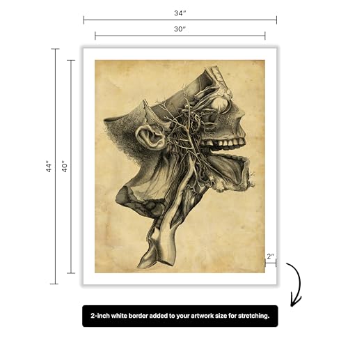 Human Skull Canvas