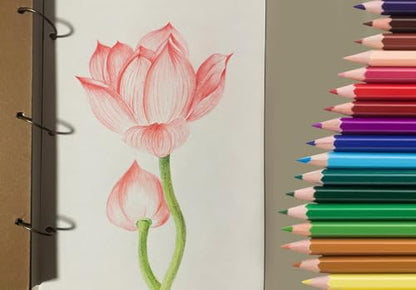 50Pcs Colored Pencils (50 Count)