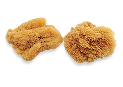 Unbleached Natural Sea Sponges for Artists 2pk (2 Count)