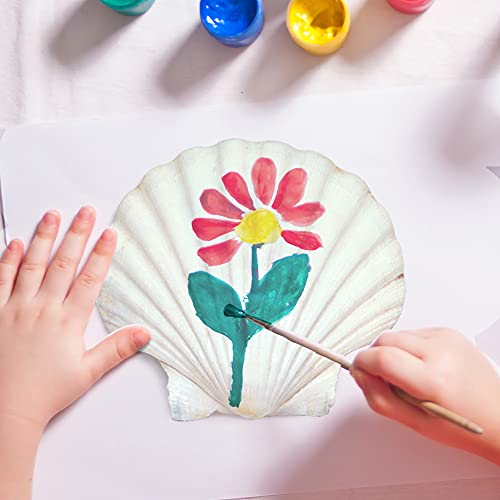 15 PCS 3.5 4 inch Large Scallop Shells Baking Sea Shells Large Natural White Scallop Shell From Sea Beach For DIY Craft Decor