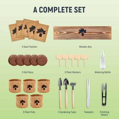 Bonsai Tree Kit (5 Count)