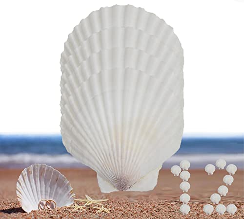 12 Pcs Sea Shells White Large Scallop Shells for Baking Cooking
