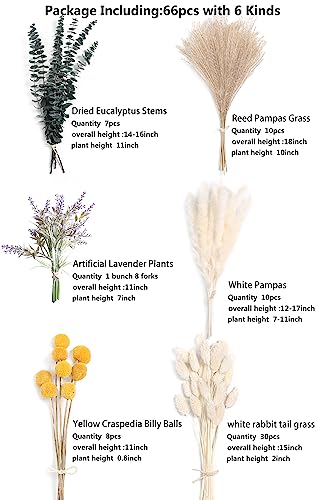 Natural Dried Pampas Eucalyptus Rabbit Tail Grass (66 Count)