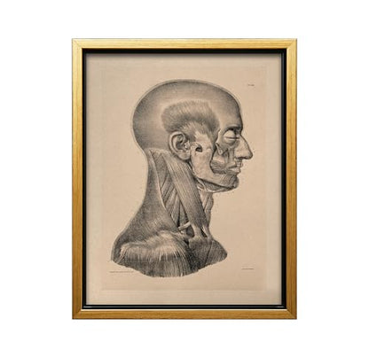 Vintage Science Canvas