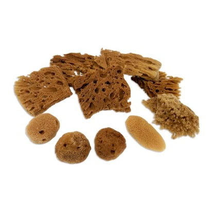Natural Sea Sponges 10pk for Artists (10 Count)