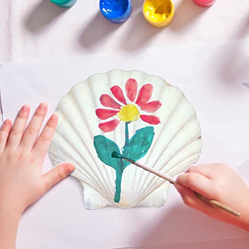 20 pcs 2 3 inch Natural Scallop Shells White Sea Shells from Sea Beach for DIY Craft Home Décor