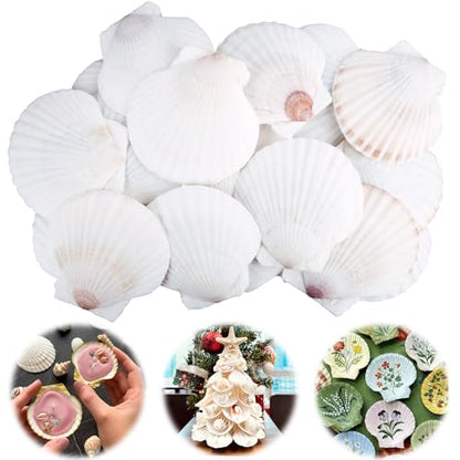 30PCS Scallop Shells for Crafts 2'' (30 Count)