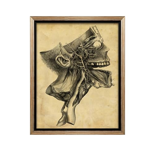Human Skull Canvas