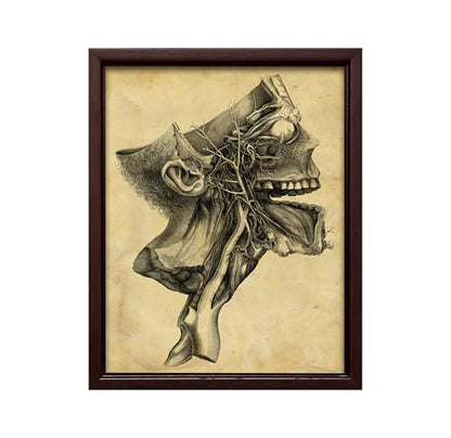 Human Skull Canvas