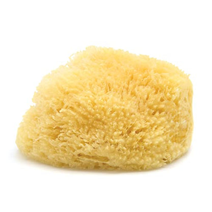 Caribbean Sea Sponge