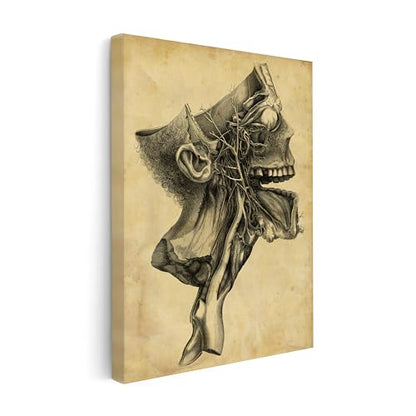 Human Skull Canvas