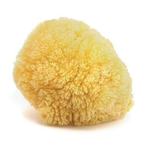 Caribbean Sea Sponge