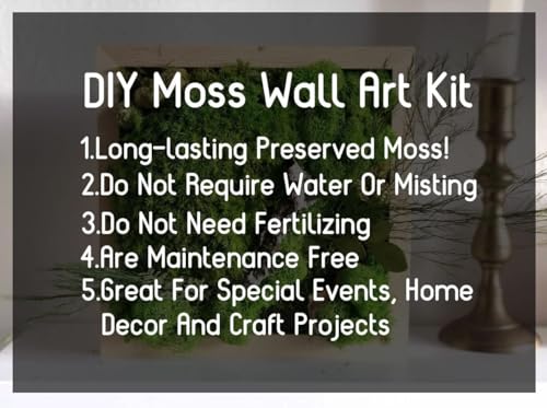 5 Color Mix Pack Preserved Reindeer Moss Natural Green DIY Kit Gardenning Art Wall Decor Florist Decor