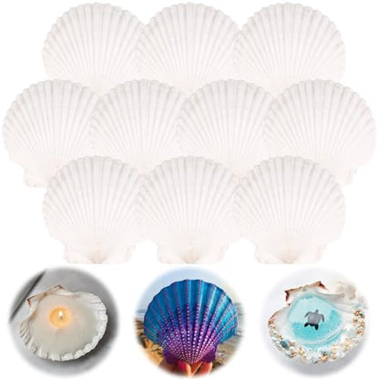 10PCS Scallop Shells for Crafts 4''