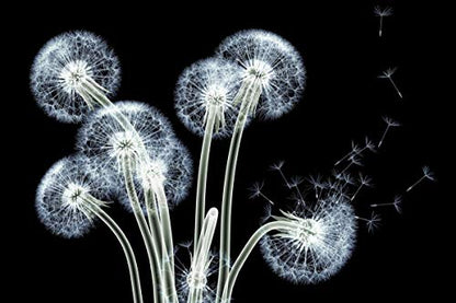 Dancing Dandelions Frameless Free Floating Tempered Glass Panel Graphic Wall Art Ready to Hang