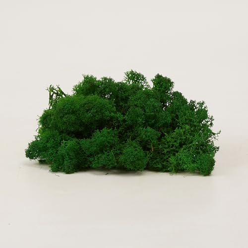 Preserved Reindeer Craft Moss Natural Green DIY Kit Gardenning Art Wall Decor Florist Easter Table Decor Wedding Decor