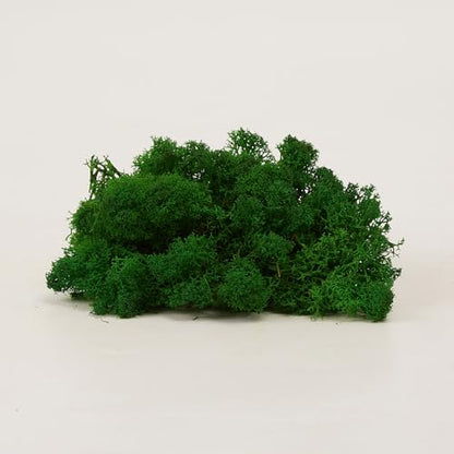 Preserved Reindeer Craft Moss Natural Green DIY Kit Gardenning Art Wall Decor Florist Easter Table Decor Wedding Decor