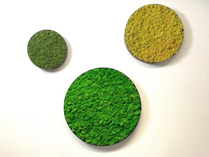Preserved Reindeer Craft Moss Natural Green DIY Kit Gardenning Art Wall Decor Florist Easter Table Decor Wedding Decor