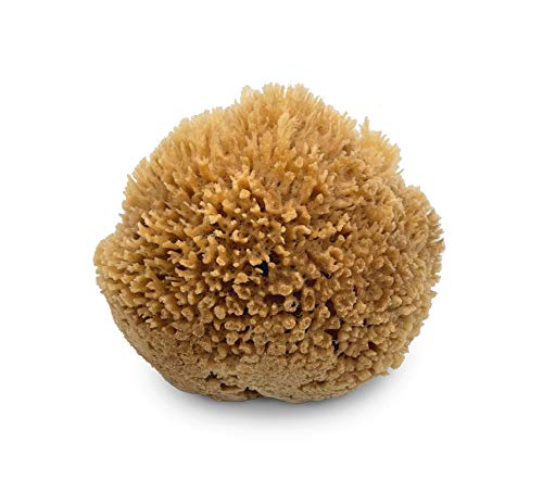 Sea Wool Art Sponge
