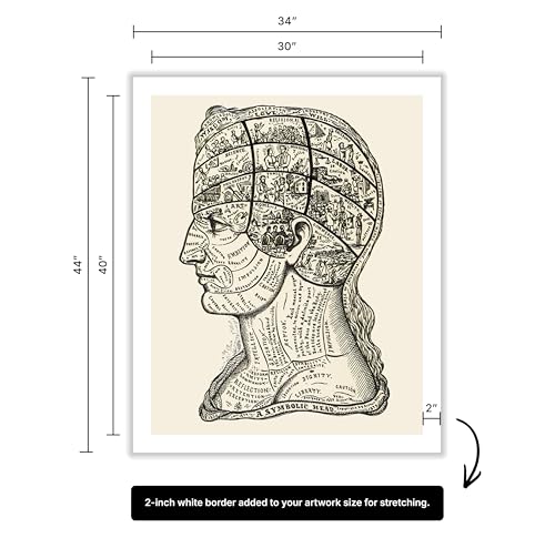 A Symbolic Head Phrenology Print 1899