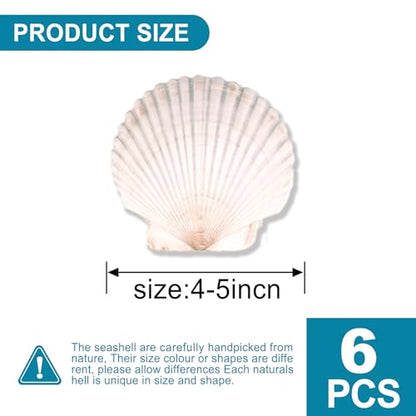 6PCS Scallop Shells for Crafts 4''