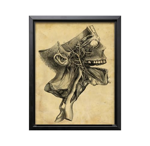 Human Skull Canvas