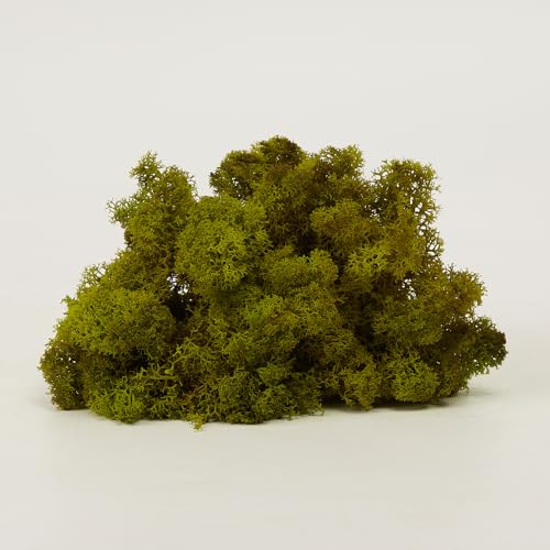 Preserved Reindeer Craft Moss Natural Green DIY Kit Gardenning Art Wall Florist Easter Table Decor Wedding Decor