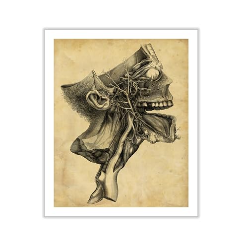 Human Skull Canvas