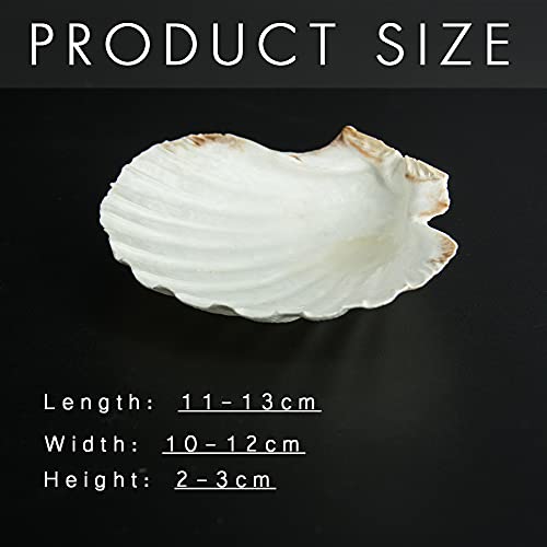 15 PCS 3.5 4 inch Large Scallop Shells Baking Sea Shells Large Natural White Scallop Shell From Sea Beach For DIY Craft Decor