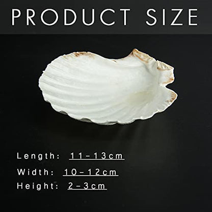 15 PCS 3.5 4 inch Large Scallop Shells Baking Sea Shells Large Natural White Scallop Shell From Sea Beach For DIY Craft Decor