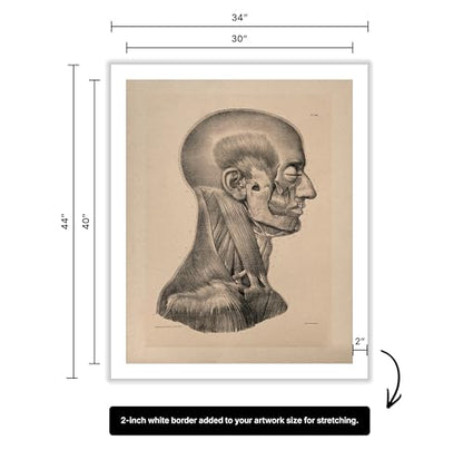 Vintage Science Canvas