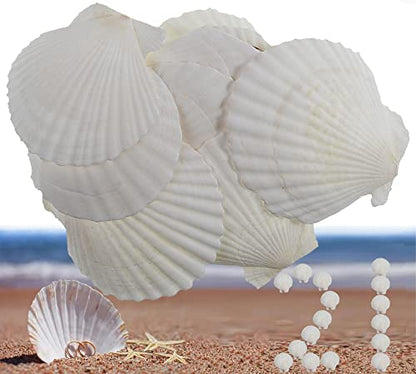 21Pcs Natural Scallop Sea Shells