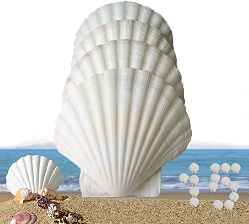 15 Pcs Sea Shells