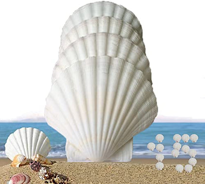 15 Pcs Sea Shells