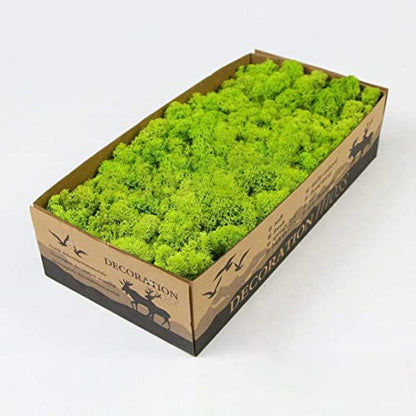 Preserved Reindeer Craft Moss Natural Green DIY Kit Gardenning Art Wall Florist Decor Easter Table Wedding Decor