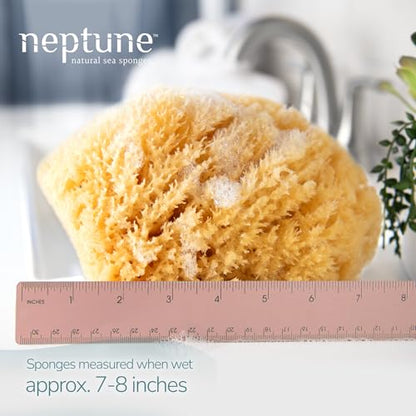 Caribbean Sea Sponge