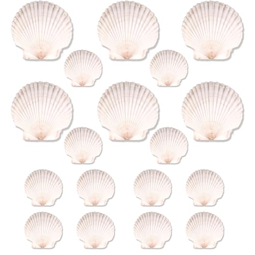 20PCS Natural Scallop Shells for Crafts & Baking